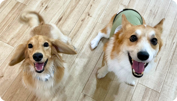 ビギナーコース