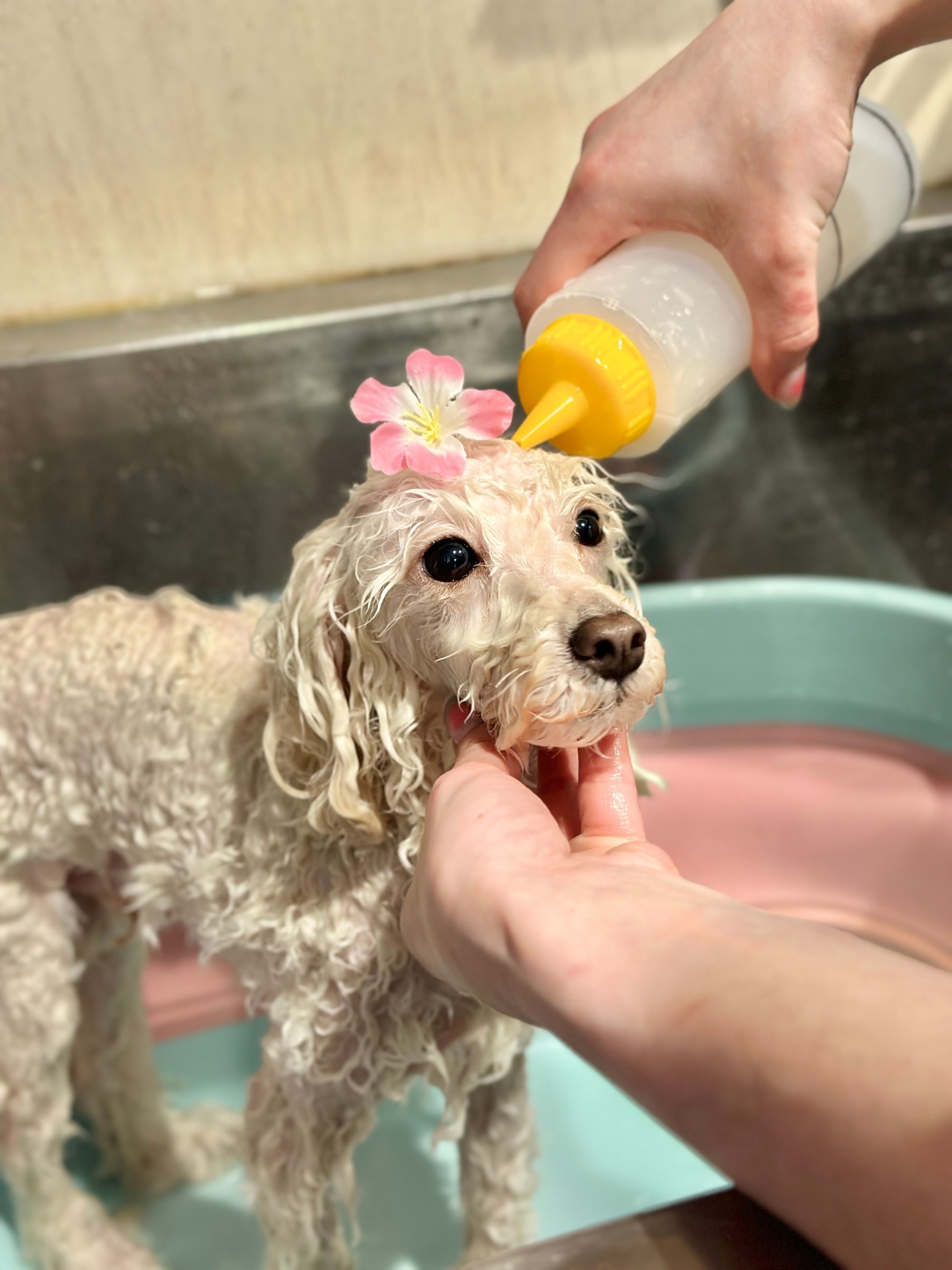 画像に alt 属性が指定されていません。ファイル名: KzFW41YpCjX_Vai3hyE8-nZfexKVzYq8yQamv2JIbSShGiF3qnLtK6ubQzHLFhMUmc1PPnH_hEcVVr5u2Jengq2PnVtyEL8aHCmV_RtG9TapOwvUzSBpD1SoU3rM8vFHhQ7XXNlMIvOKyR-Uke5ipw.jpg