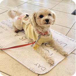 グループレッスンのメリット