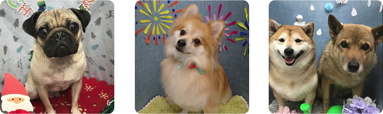 犬のエステサロン