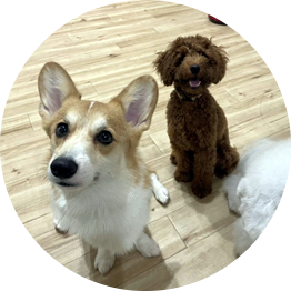 こんな方、愛犬におすすめ