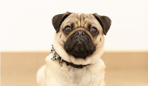 レッスンスタート