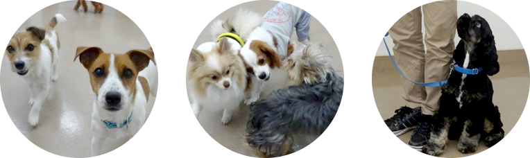 犬のスクール