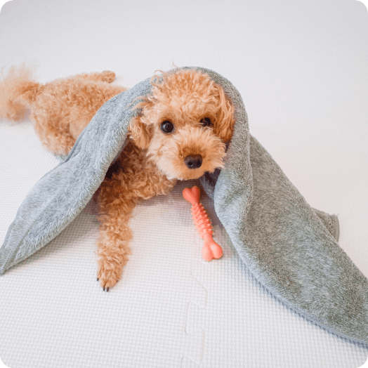 ペットシッターのメリット